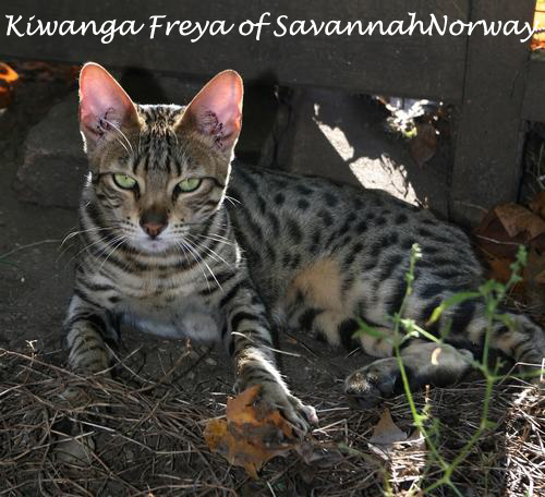 Kiwanga Freya of SavannahNorway